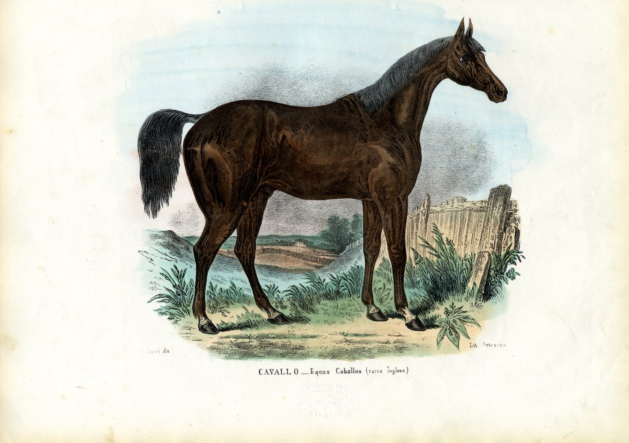 Anglický kůň, 1863-79 od Raimundo Petraroja