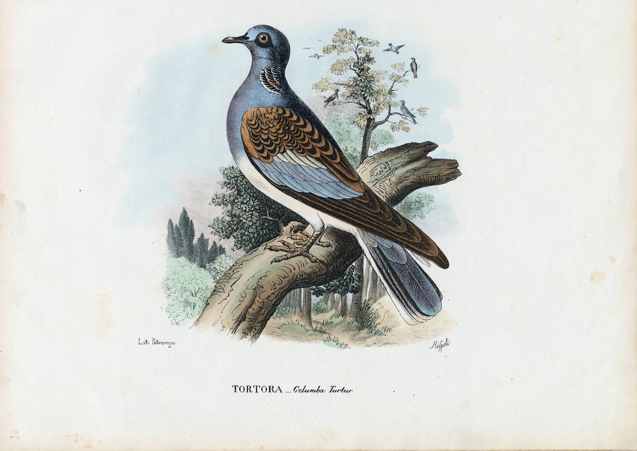 Želva evropská, 1863-79 od Raimundo Petraroja