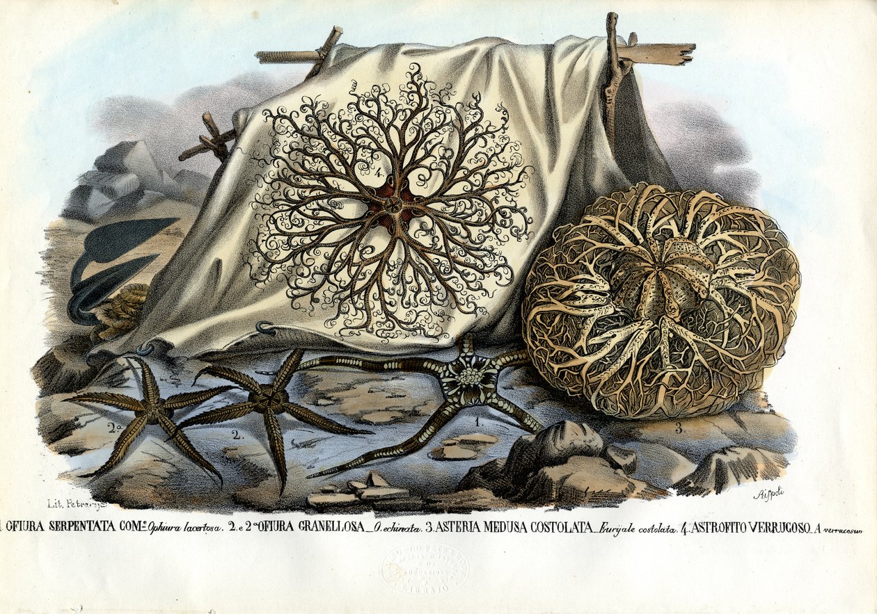 Gorgonova hlava, 1863-79 od Raimundo Petraroja