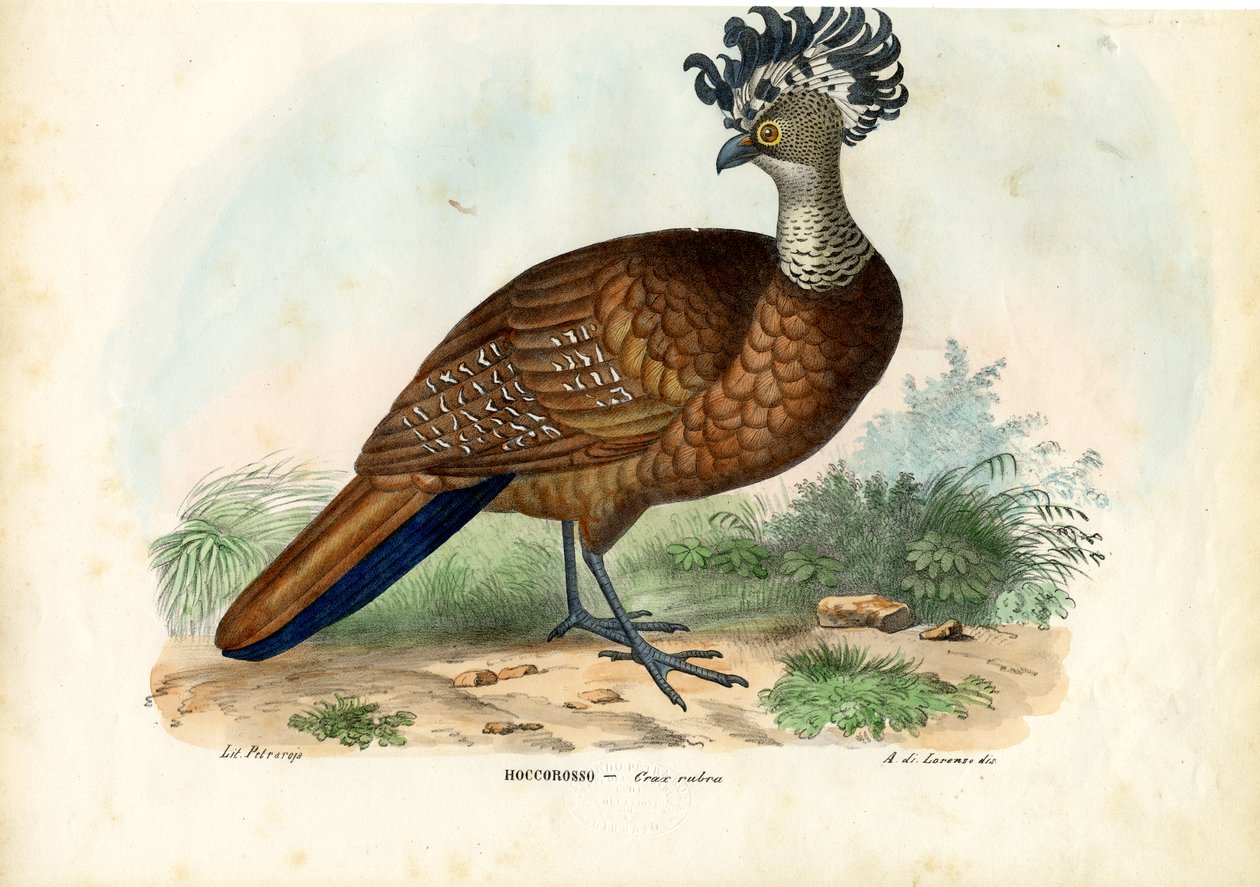 Velký Curassow, 1863-79 od Raimundo Petraroja