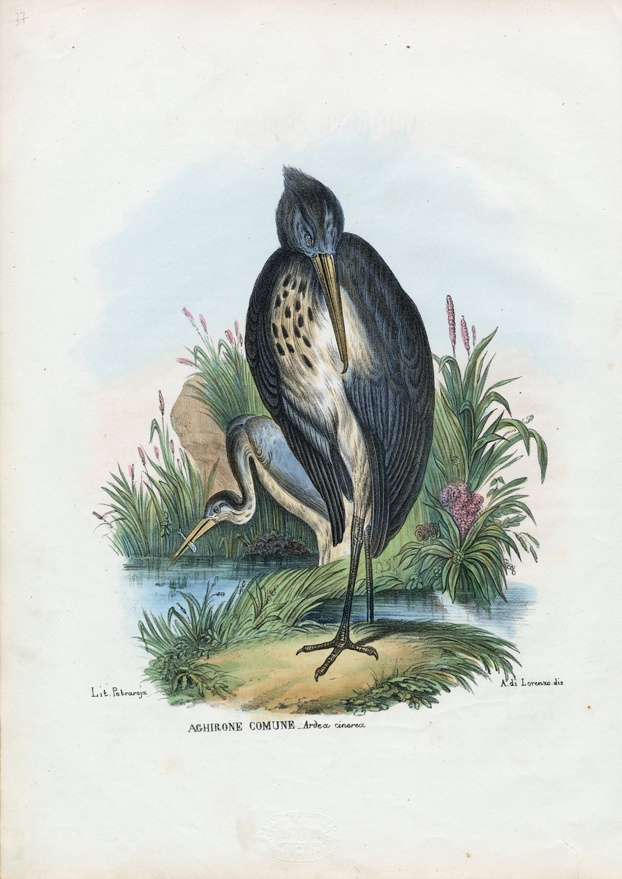 Volavka popelavá, 1863-79 od Raimundo Petraroja