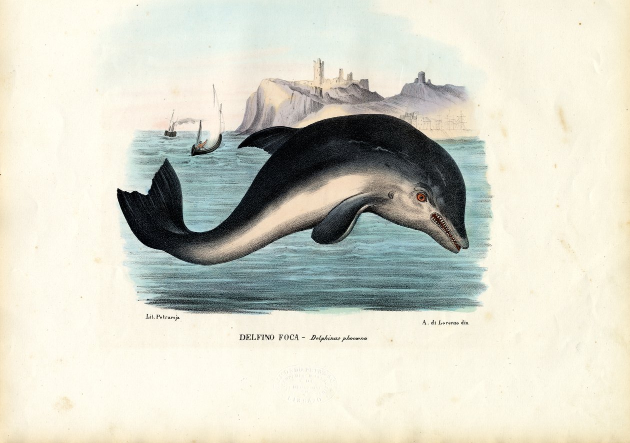 Harbour Porpoise, 1863-79 od Raimundo Petraroja