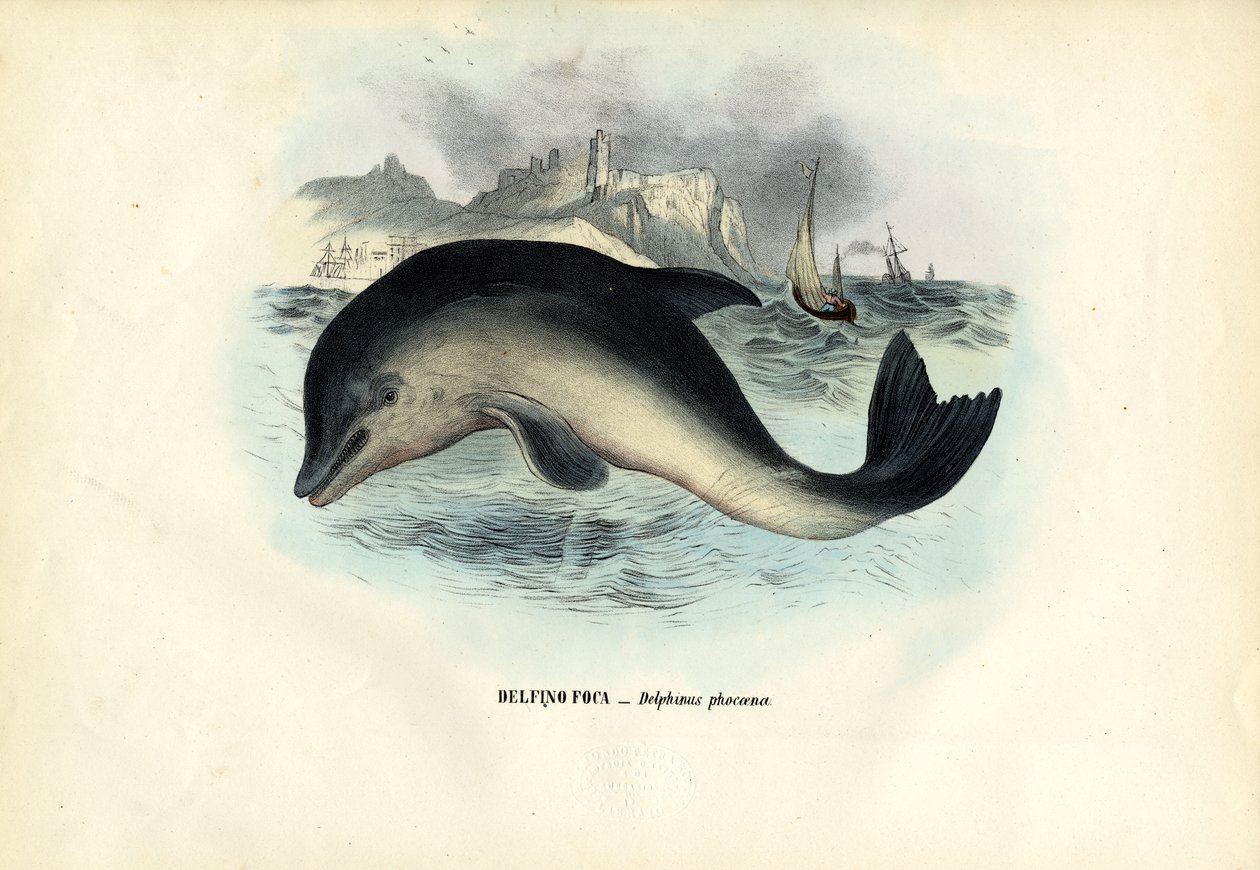 Harbour Porpoise, 1863-79 od Raimundo Petraroja