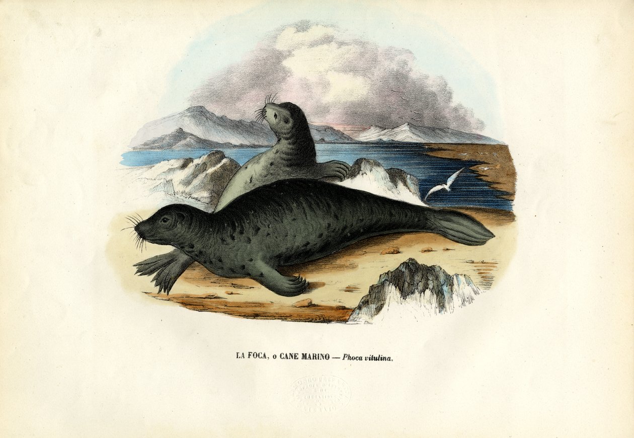 Harbour Seal, 1863-79 od Raimundo Petraroja