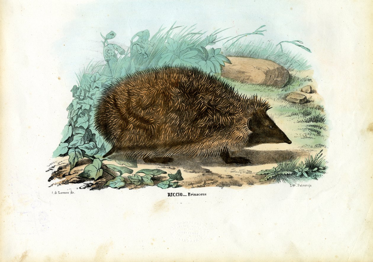 Ježek, 1863-79 od Raimundo Petraroja