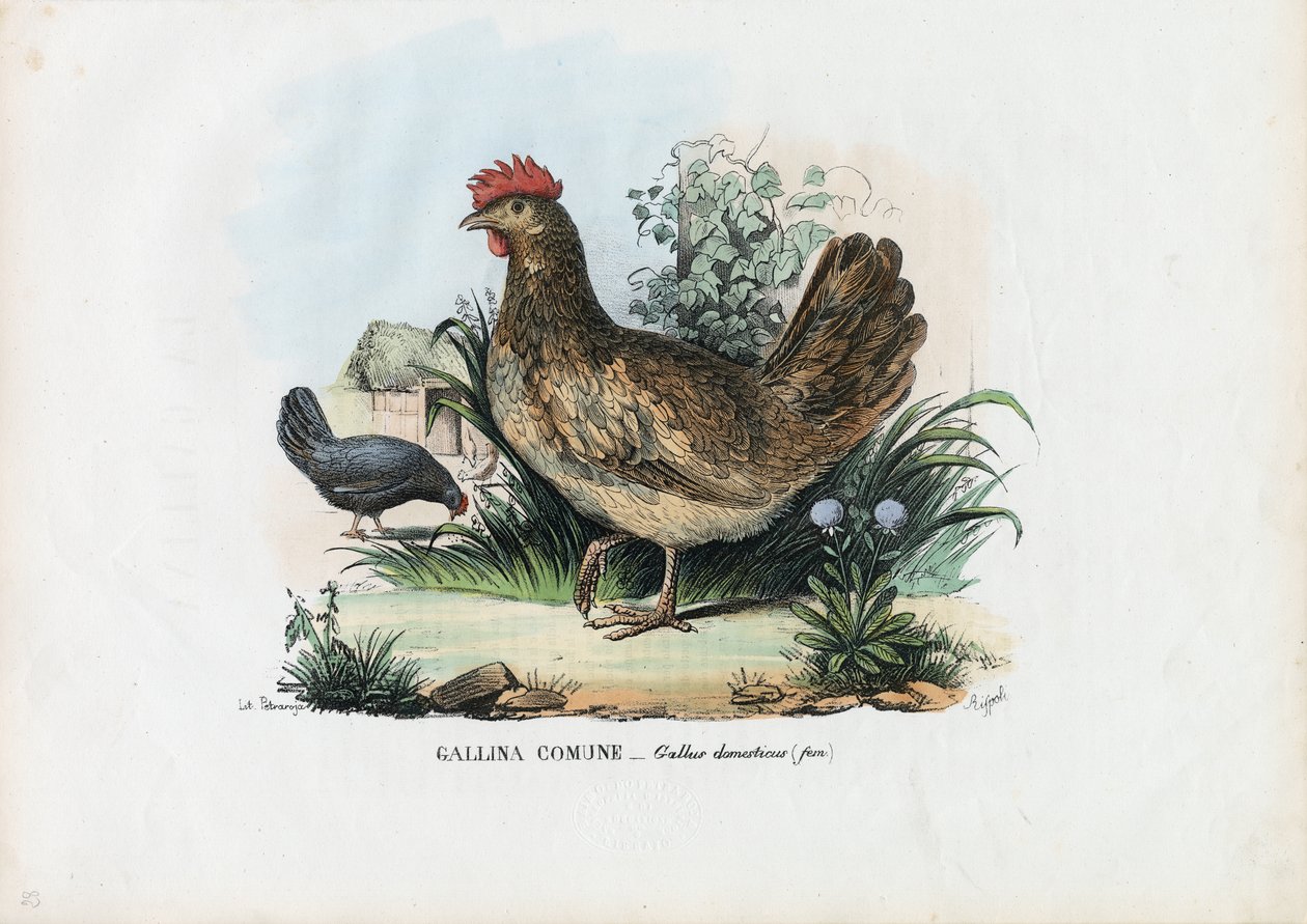 slepice, 1863-79 od Raimundo Petraroja