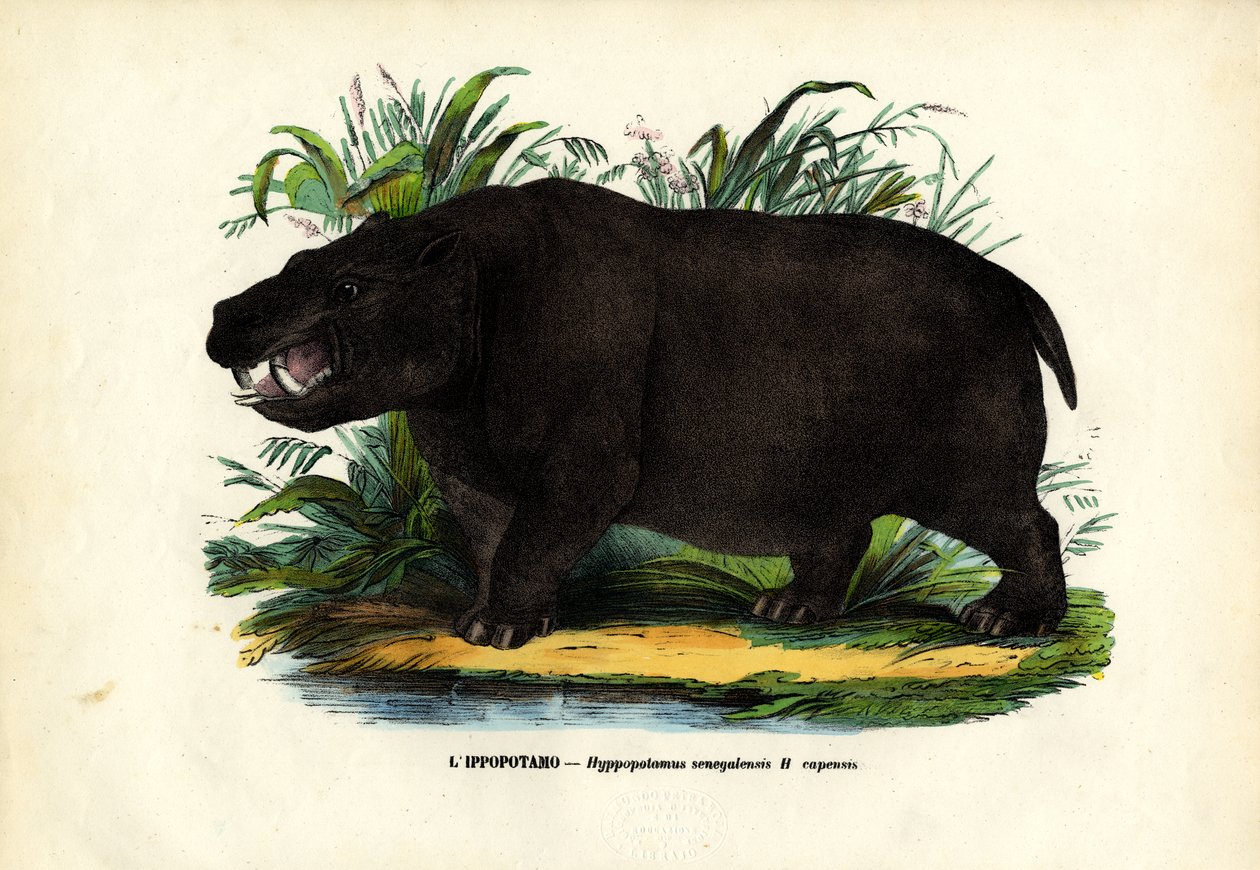 Hroch, 1863-79 od Raimundo Petraroja