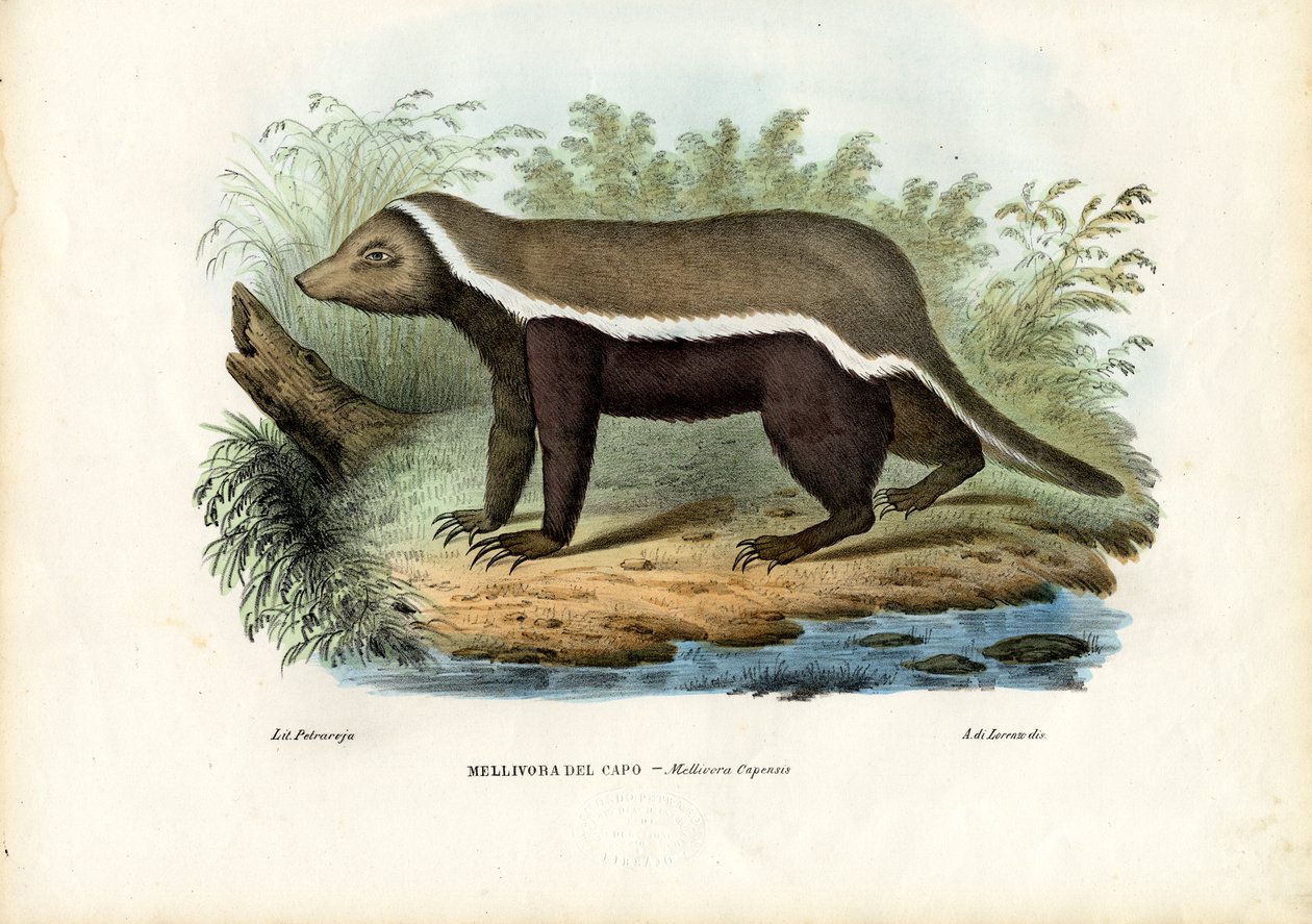 Honey Badger, 1863-79 od Raimundo Petraroja