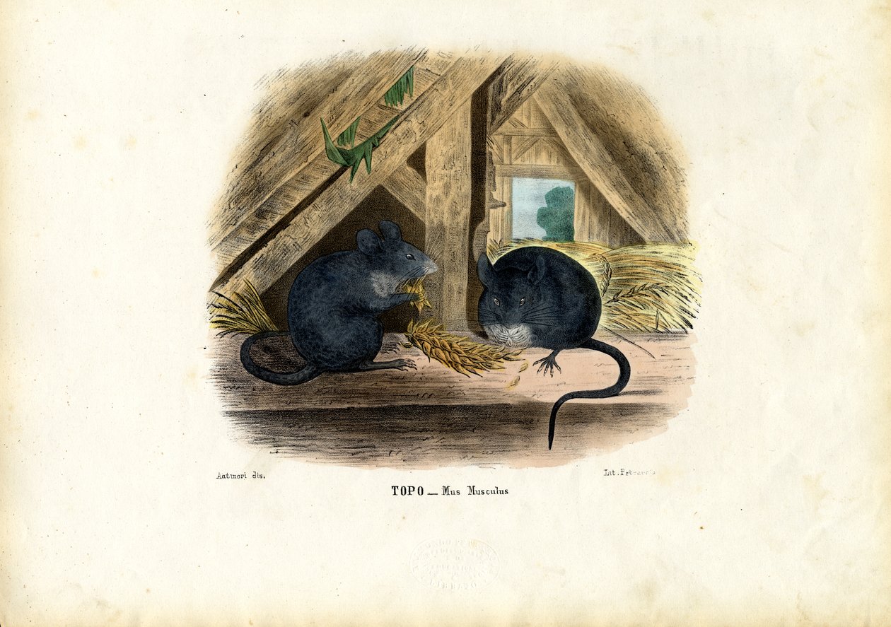 Myš domácí, 1863-79 od Raimundo Petraroja