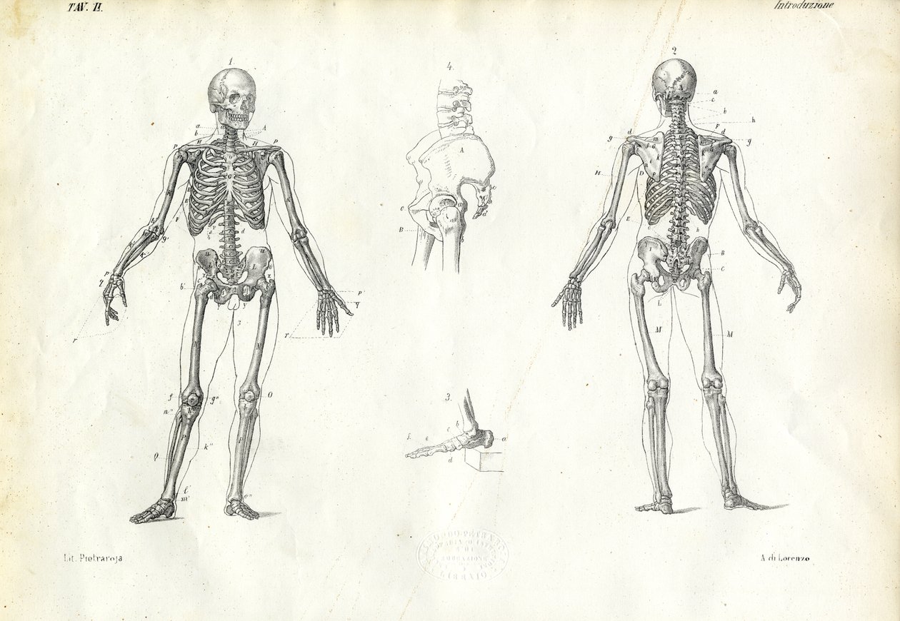 Člověk, 1863-79 od Raimundo Petraroja