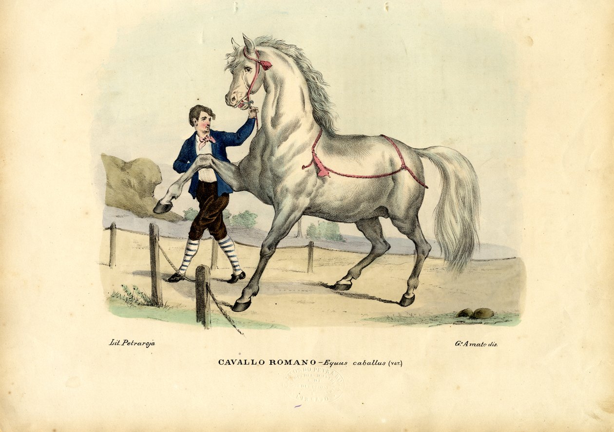 Italský kůň, 1863-79 od Raimundo Petraroja