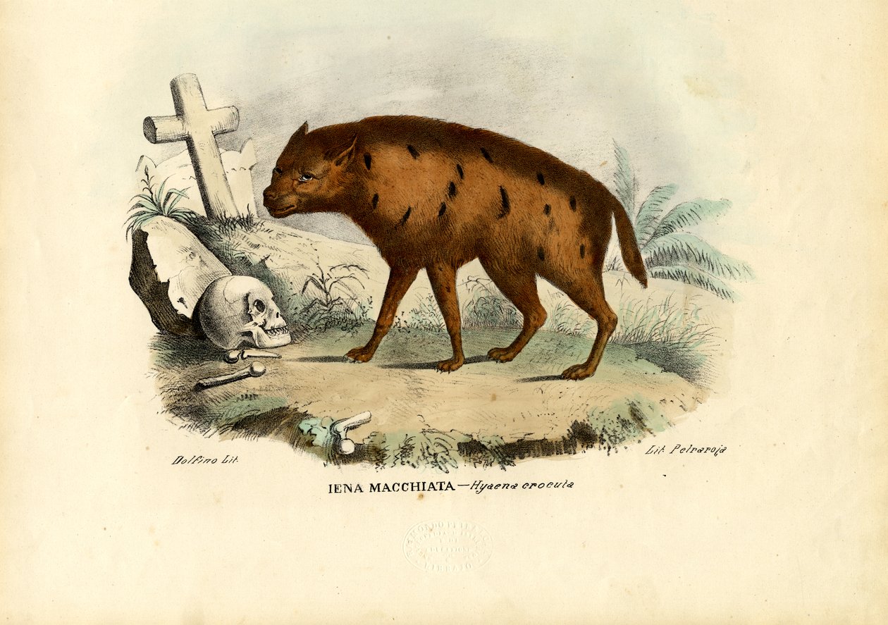 Smějící se hyena, 1863-79 od Raimundo Petraroja