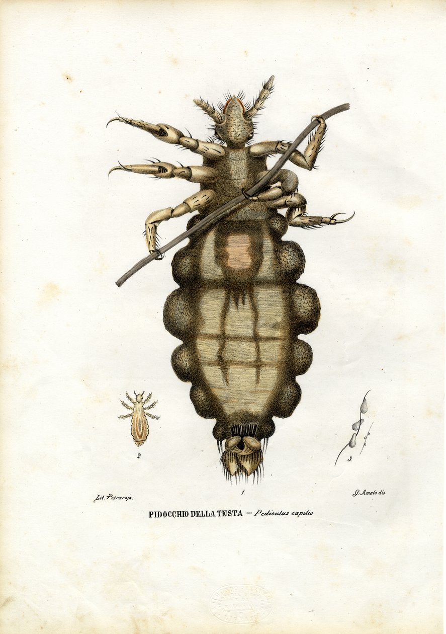 Veš, 1863-79 od Raimundo Petraroja