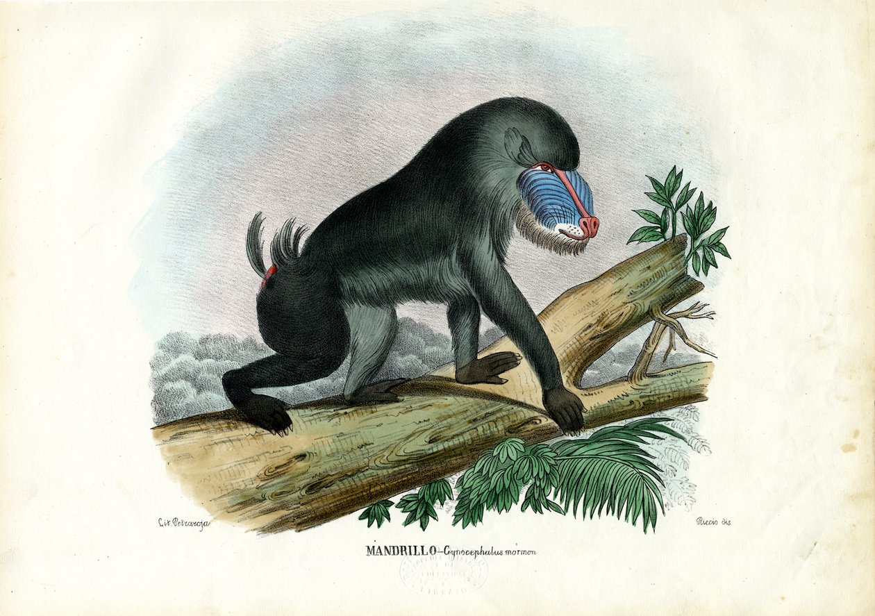 Mandrill, 1863-79 od Raimundo Petraroja