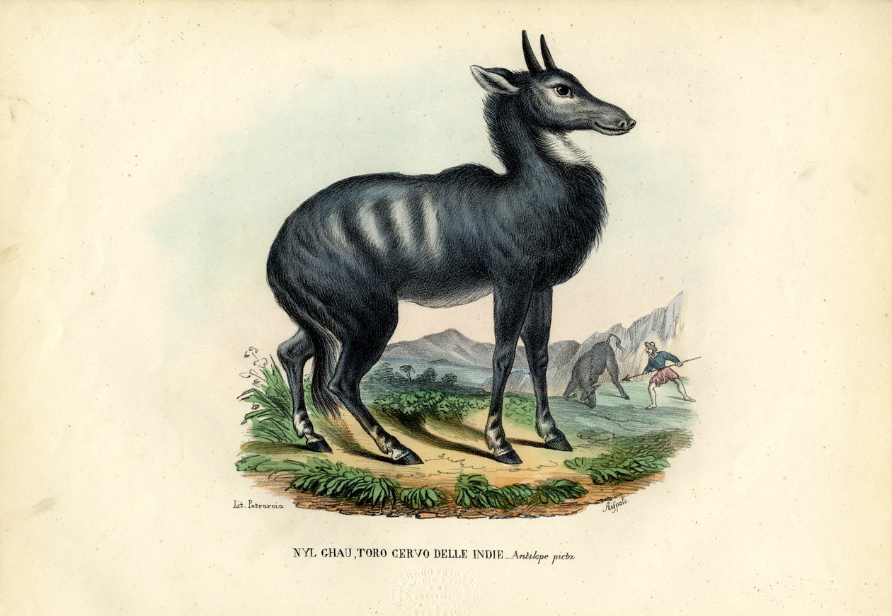 Nilgai od Raimundo Petraroja