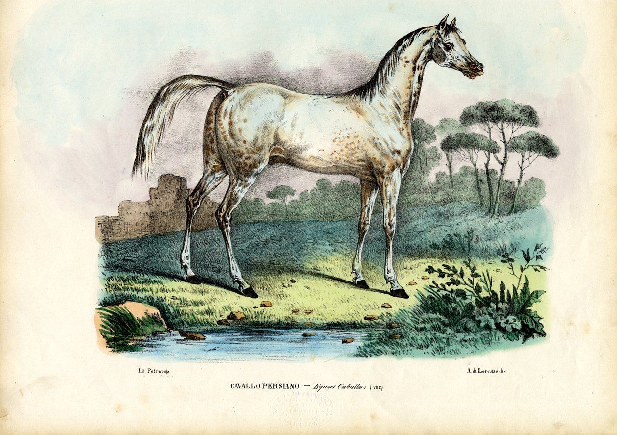 Perský kůň, 1863-79 od Raimundo Petraroja