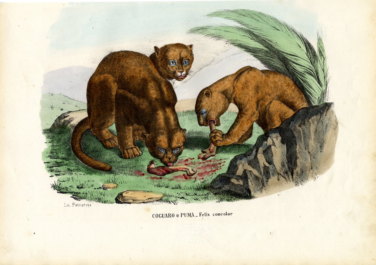 Puma, 1863-79 od Raimundo Petraroja