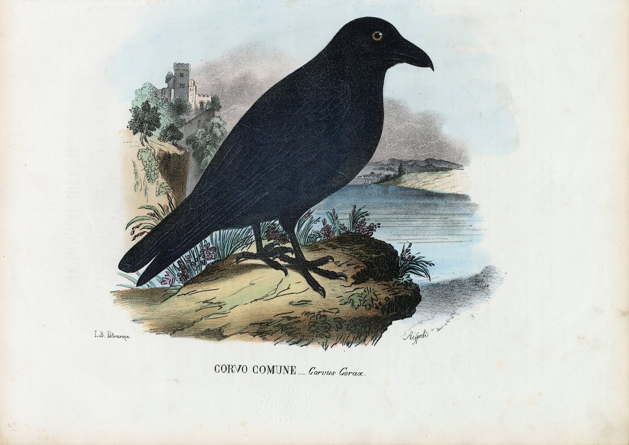 Havran, 1863-79 od Raimundo Petraroja
