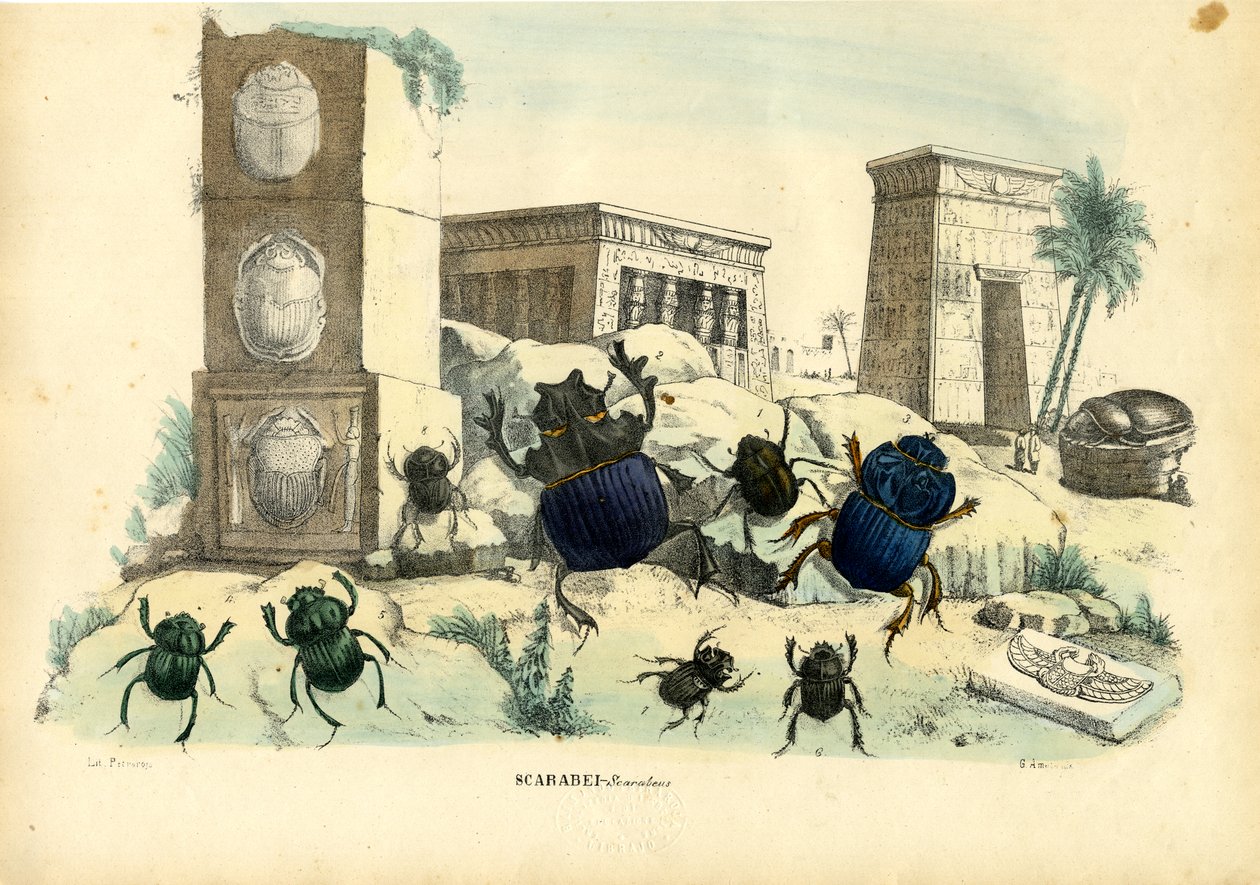 Scarab Brouci, 1863-79 od Raimundo Petraroja