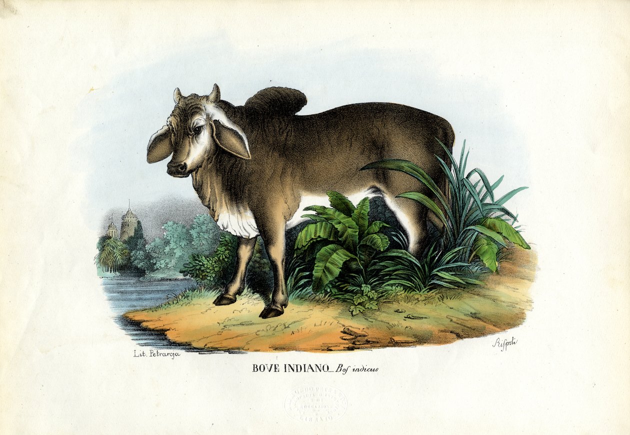 Zebu, 1863-79 od Raimundo Petraroja