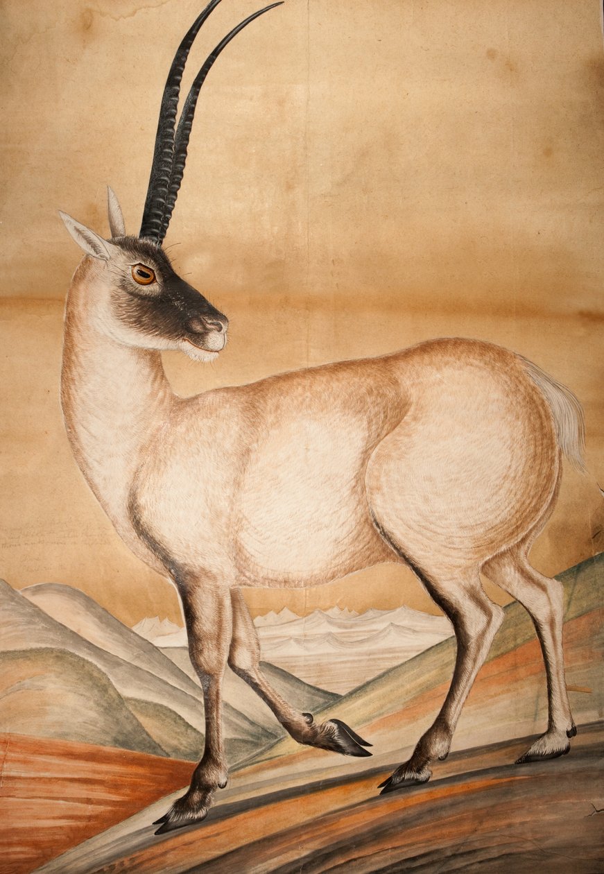 Chiru, 1840 od Raj Man Singh