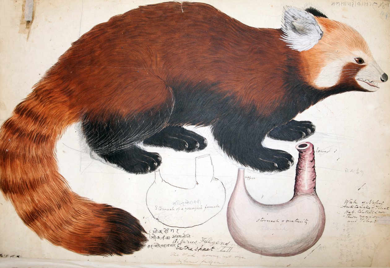 Hodgson Manuscripts Red Panda, 1831-47 (wc, pero a inkoust a tužka na papíře) od Raj Man Singh