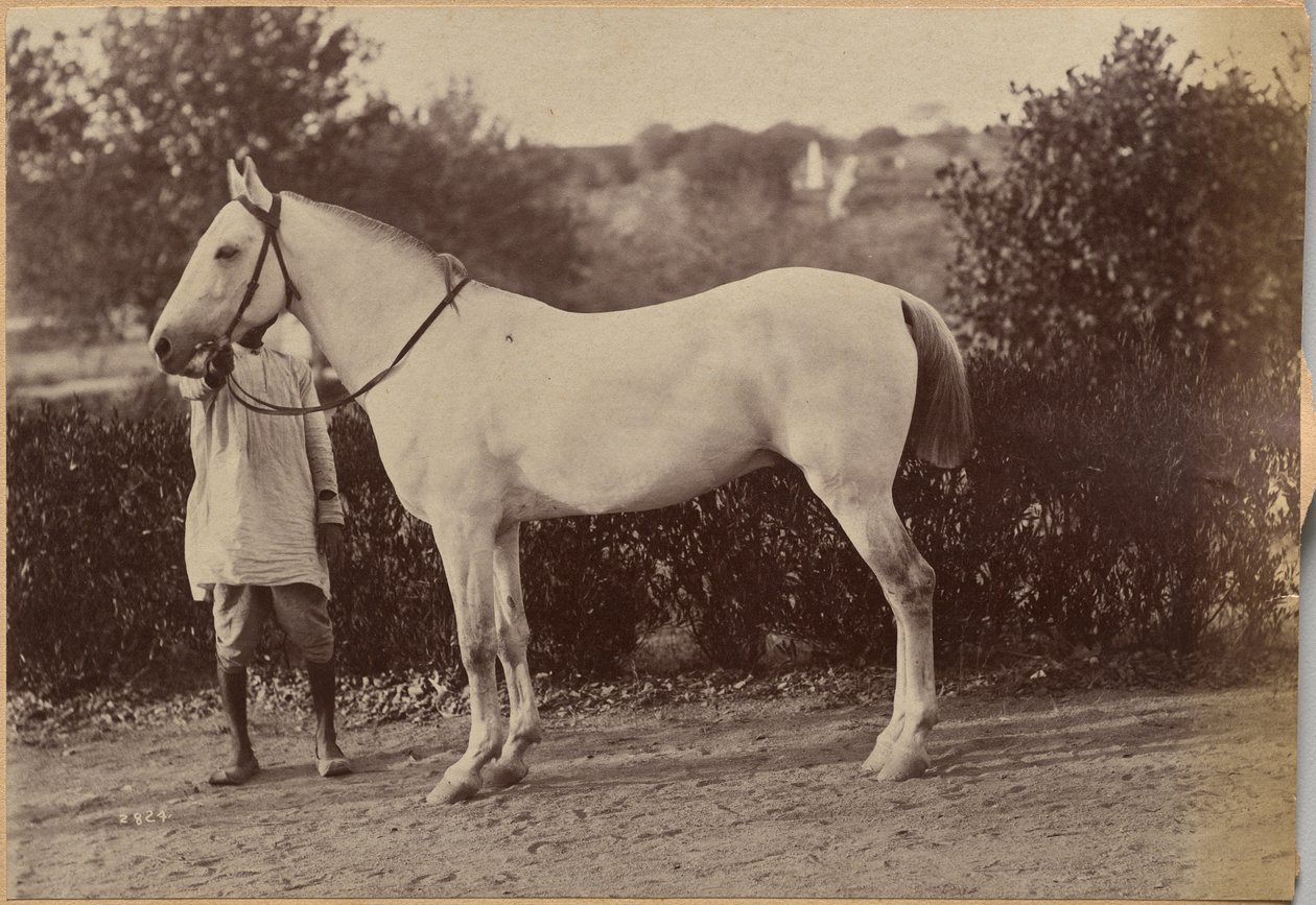 Kůň kapitána Bailwarda, Jhansi (verso, vpravo) od Raja Deen Dayal