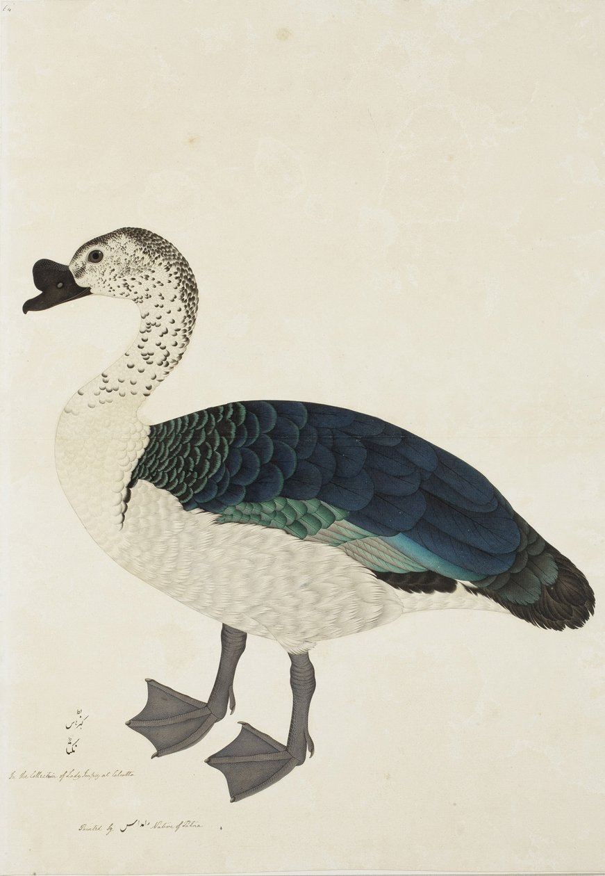 A Comb Drake (Sarkidiornis melanota), c.1780 (neprůhledné wc na papíře) od Ram Das
