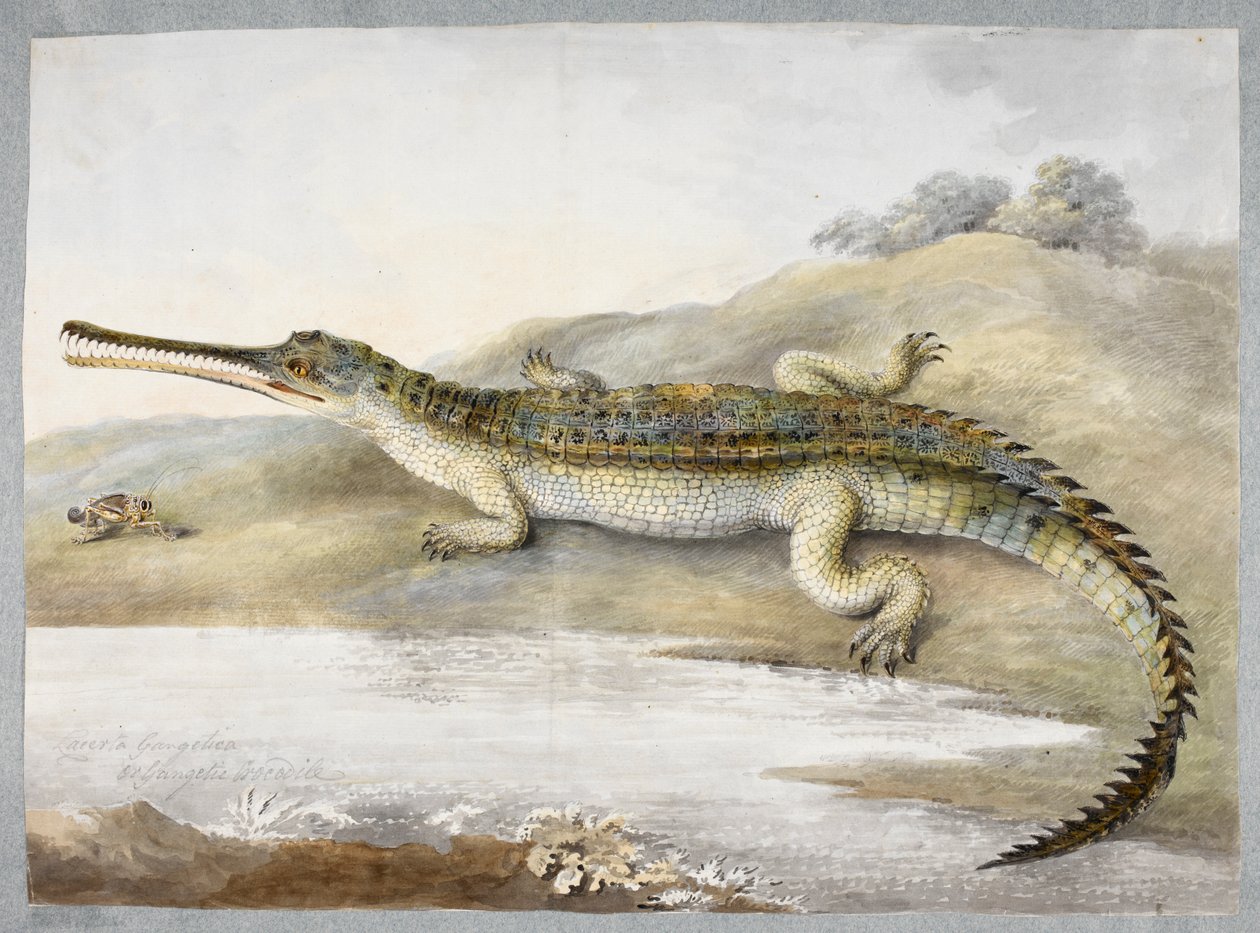 Gheriální nebo gangtický krokodýl tváří v tvář kobylce, cca 1820 (akvarel na papíře) od Ram Sita
