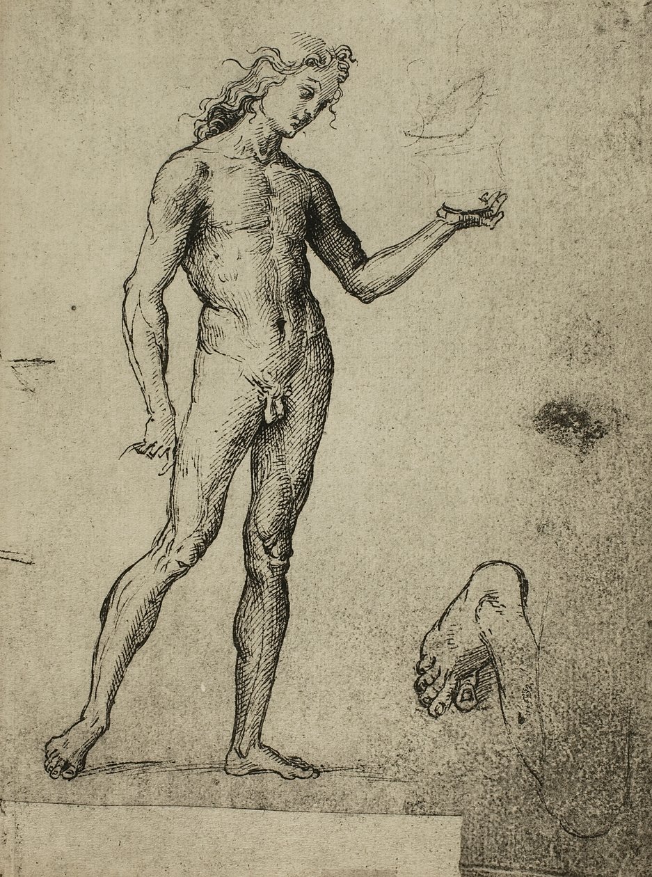 Studie mužského aktu; kresba od Raphaela. Gallerie dellAccademia, Benátky od Raffaello Sanzio Raphael