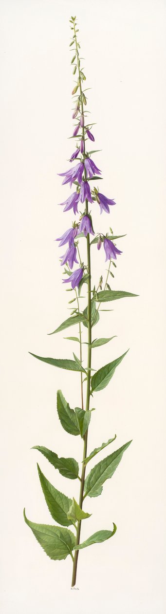 Adenophora species (olej na papíře) od Raymond Booth