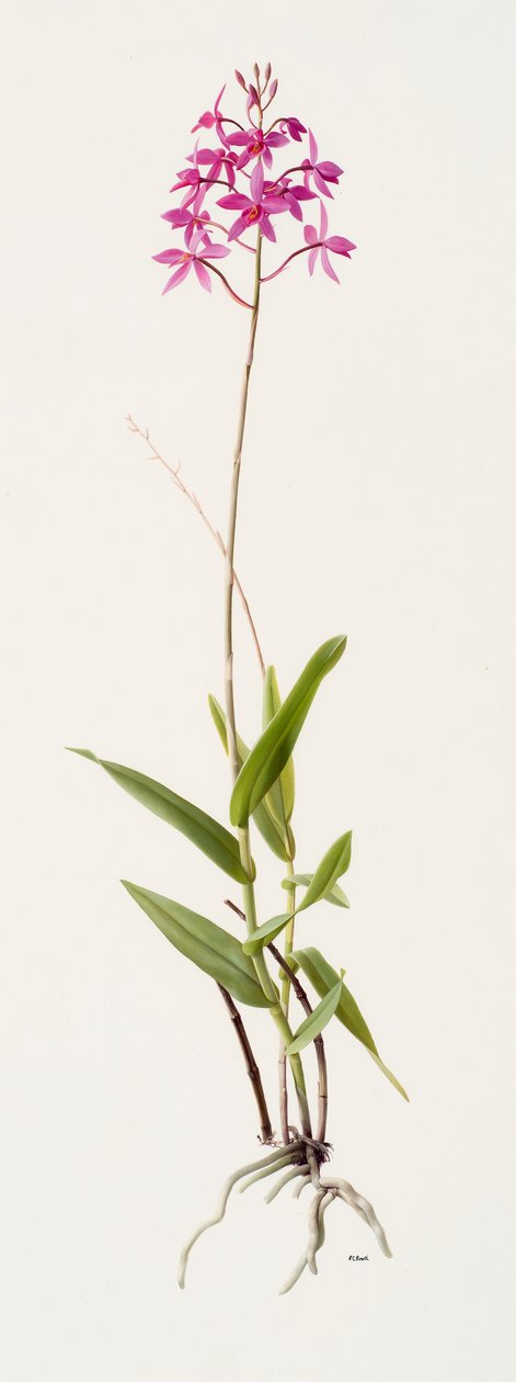 Barkeria skinneri (olej na papíře) od Raymond Booth