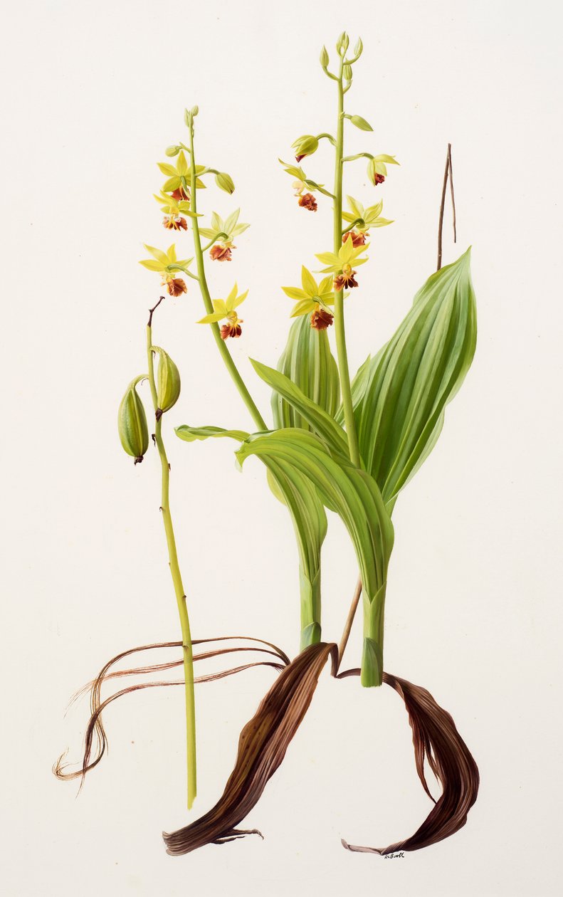 Calanthe tricarinata (olej na papíře) od Raymond Booth