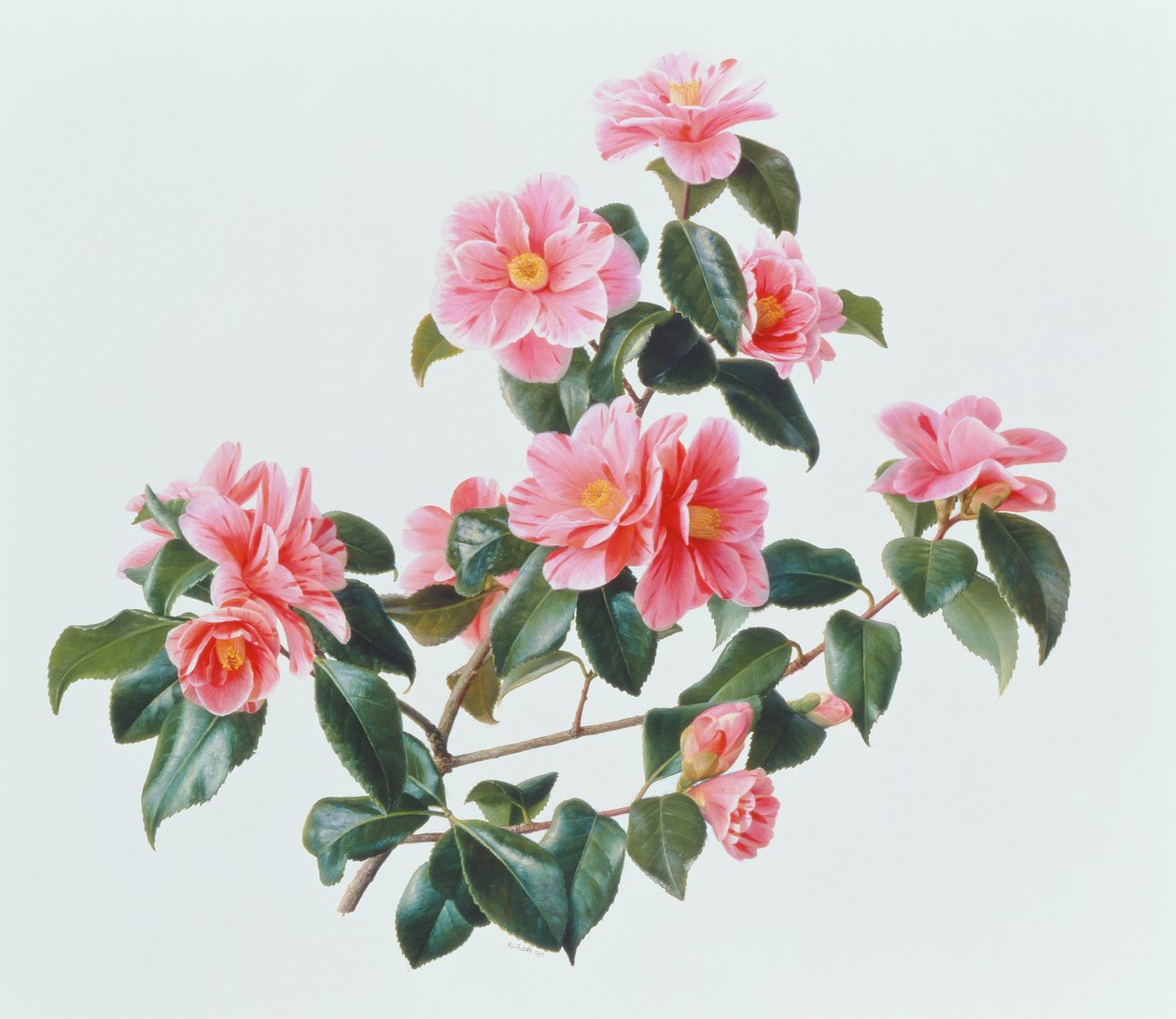 Camellia japonica Tricolor od Raymond Booth