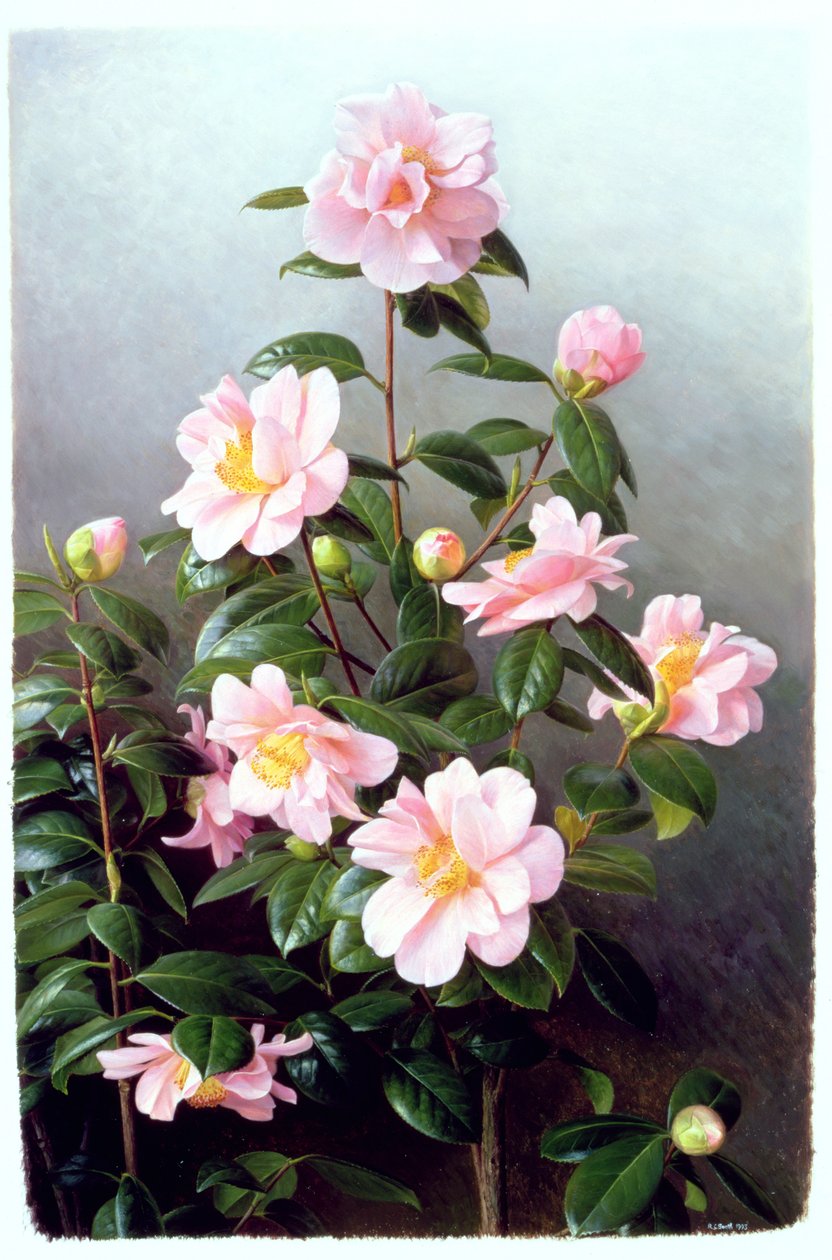 Camellia Japonica Odrůda od Raymond Booth