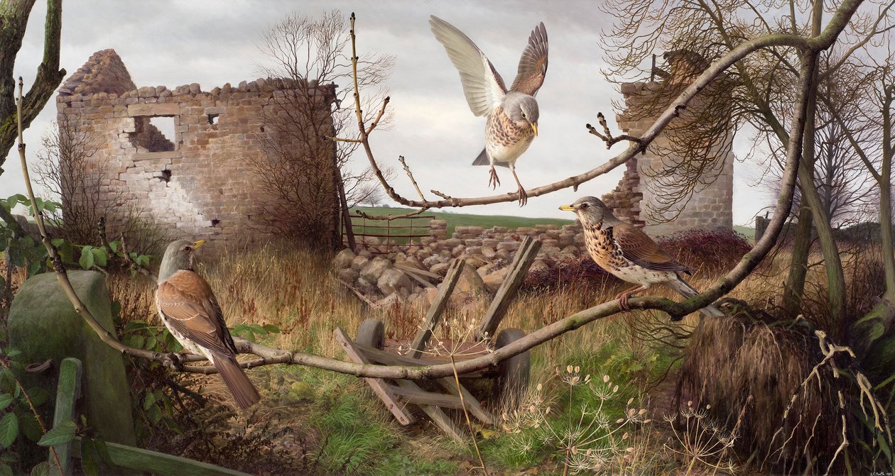 Fieldfares v Eccupu, West Yorkshire od Raymond Booth
