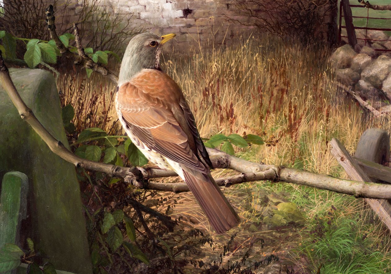 Fieldfares v Eccupu, West Yorkshire od Raymond Booth