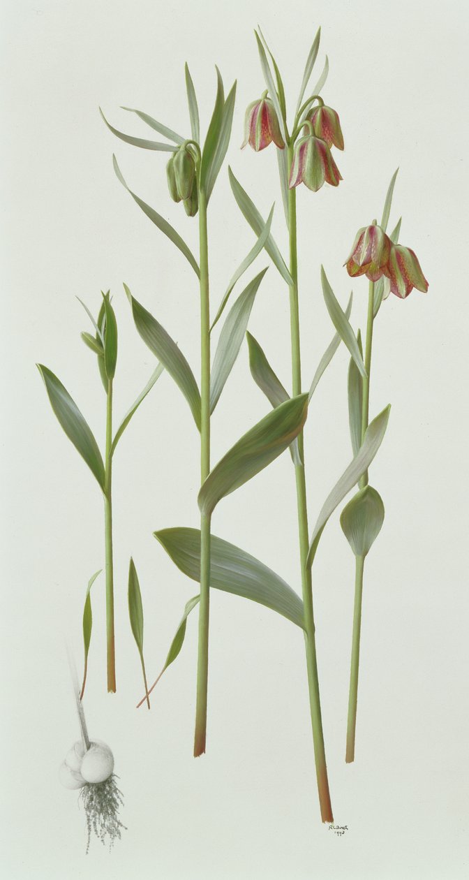 Fritillaria Hermonis Amana od Raymond Booth