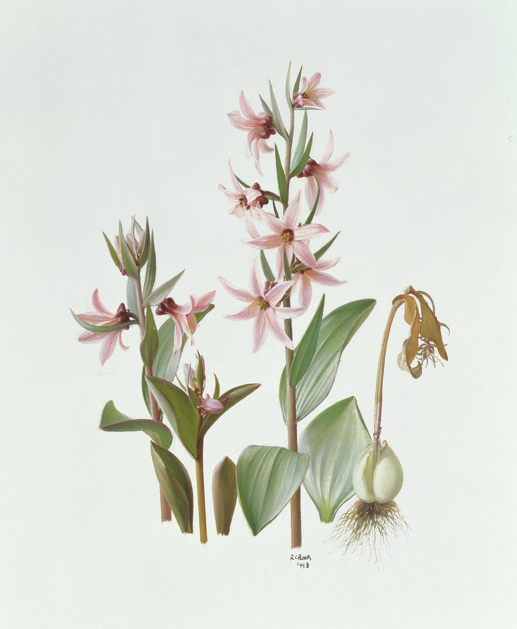 Fritillaria Stenanthera od Raymond Booth