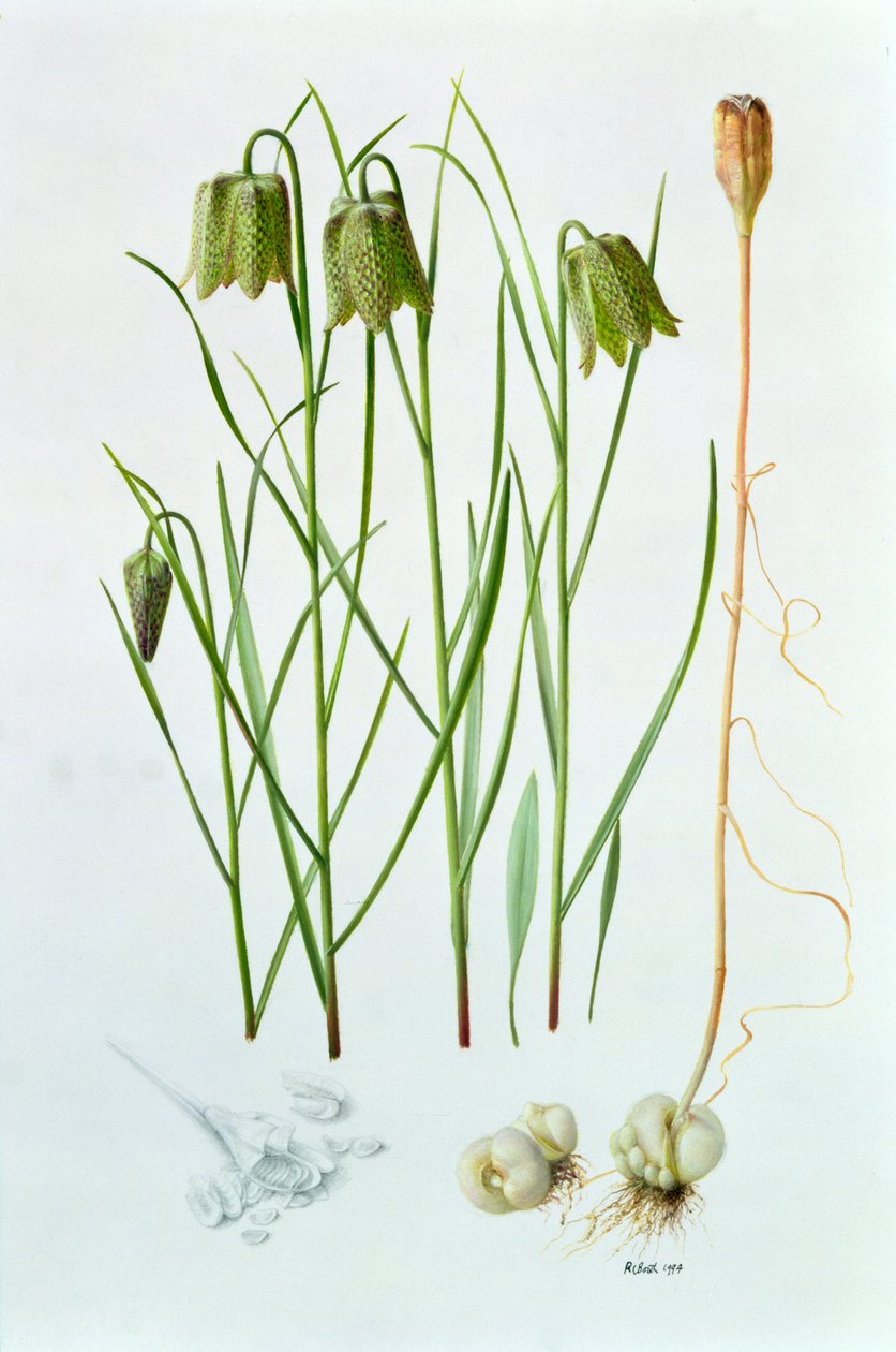 Fritillaria whittallii od Raymond Booth