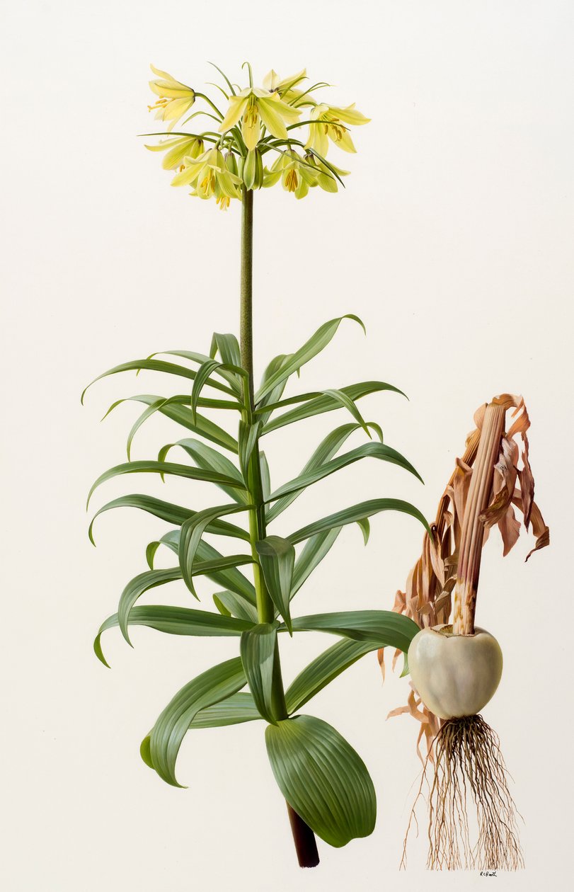 Fritillaria eduardii (olej na desce) od Raymond Booth