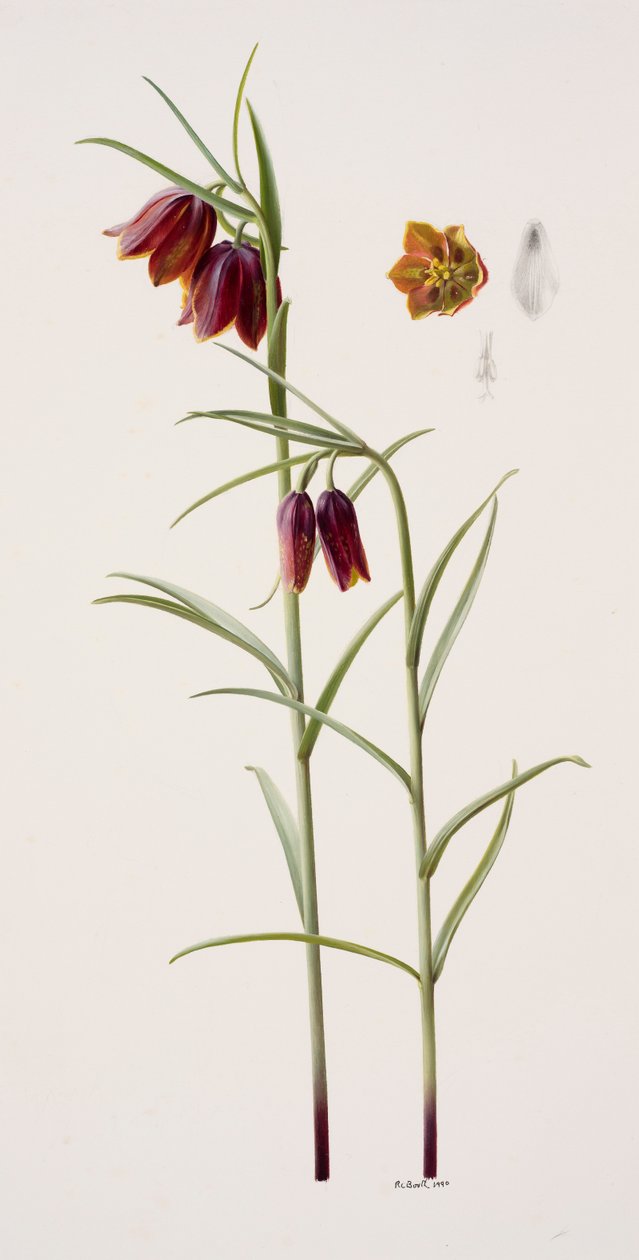 Fritillaria gracilis (olej na papíře) od Raymond Booth