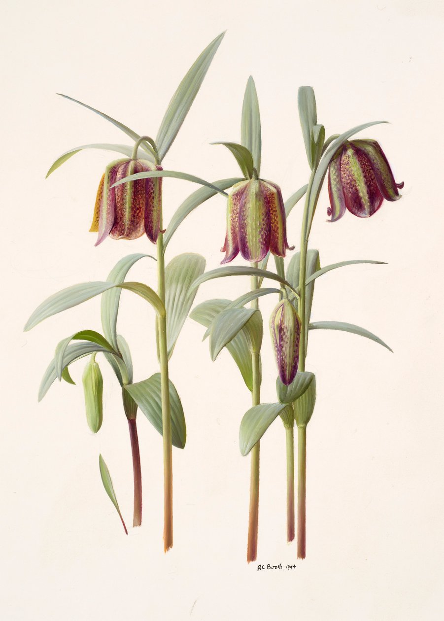 Fritillaria kotschyana od Raymond Booth