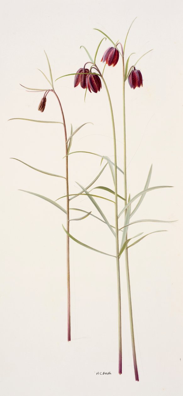 Fritillaria montana (olej na papíře) od Raymond Booth