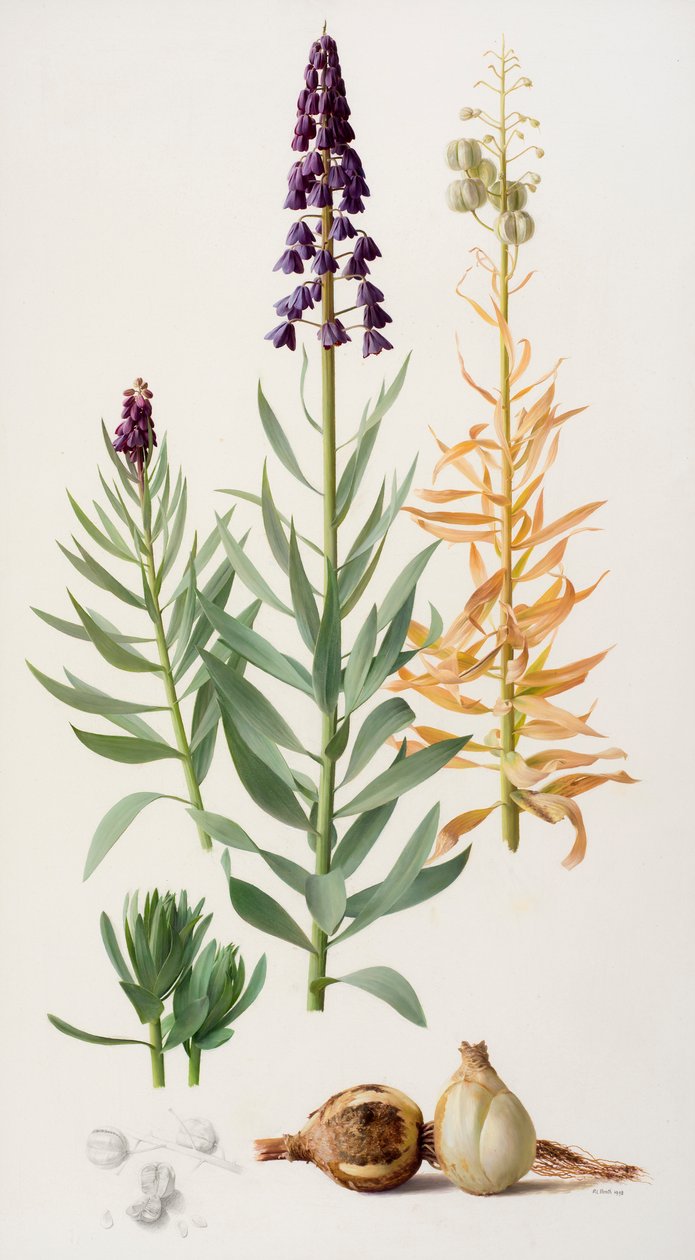 Fritillaria persica od Raymond Booth