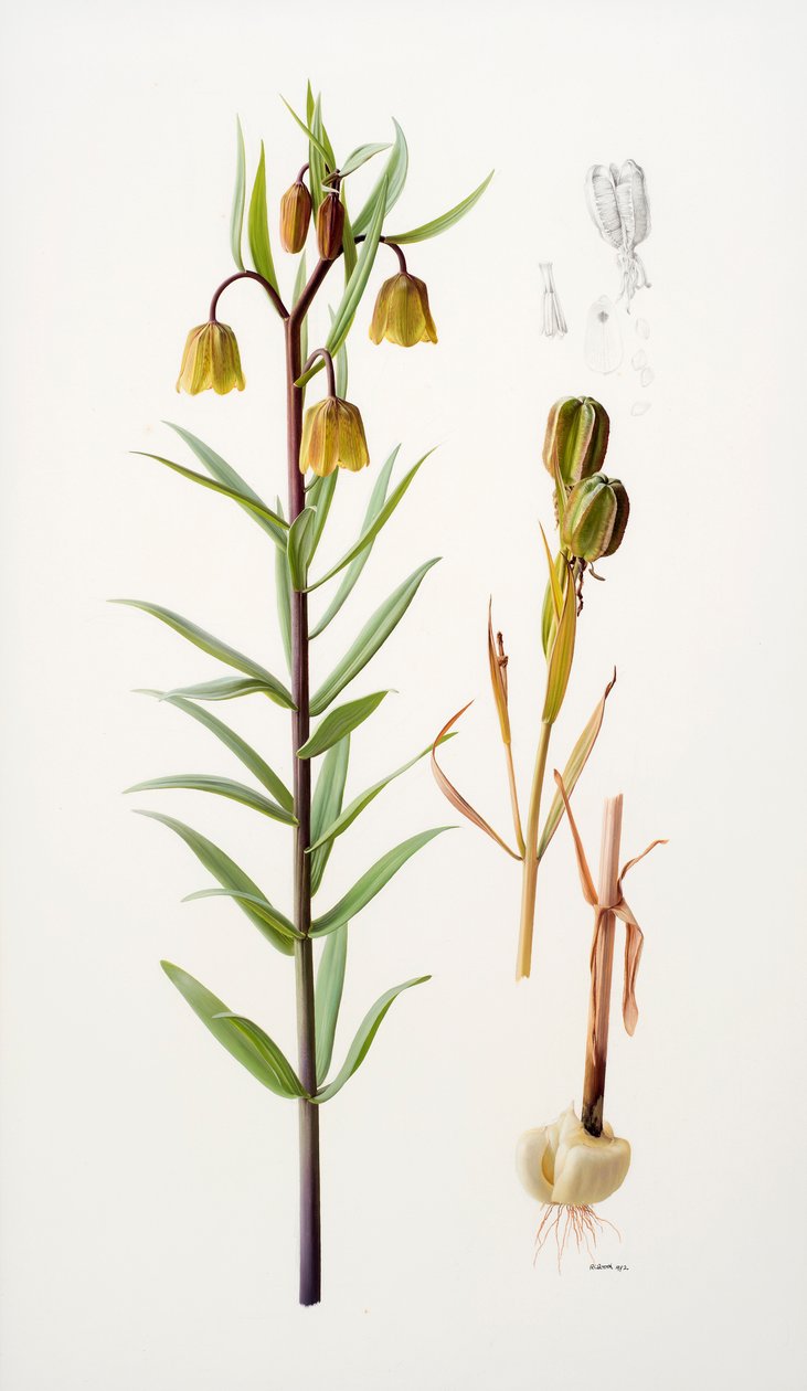 Fritillaria roylei od Raymond Booth