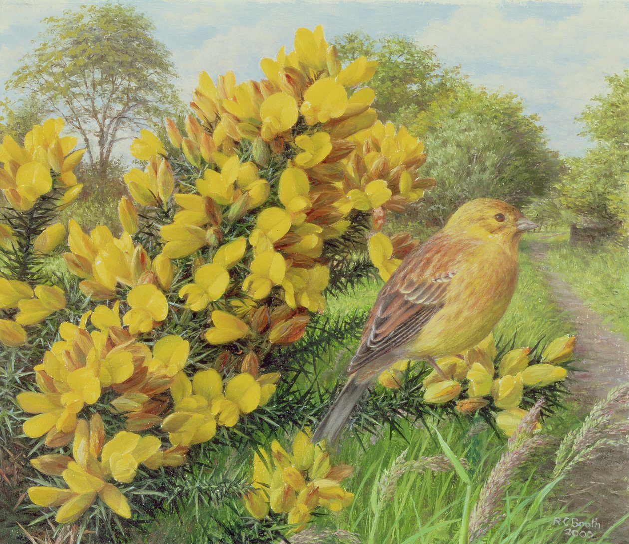 Gorse and Yellow Hammer, 2000 (olej na desce) od Raymond Booth
