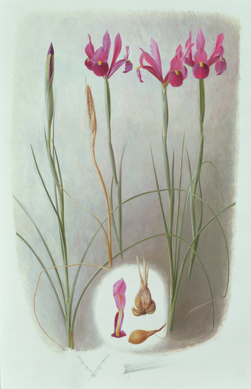 Iris filifolia od Raymond Booth