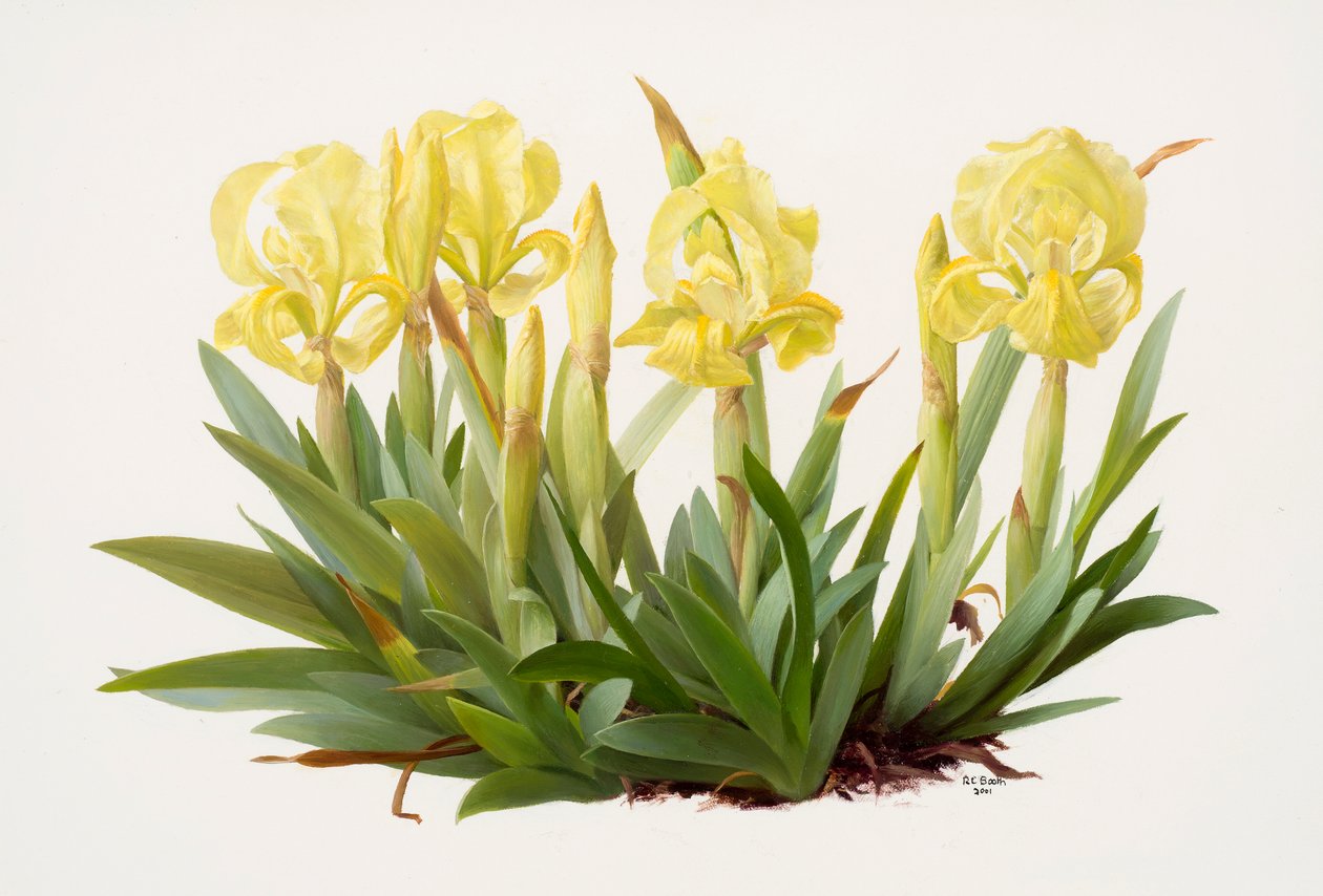 Iris lutescens (olej na papíře) od Raymond Booth