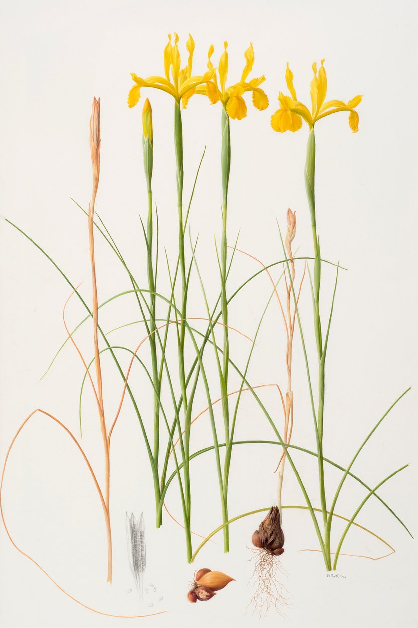 Iris spuria, 2002 (olej na papíře) od Raymond Booth